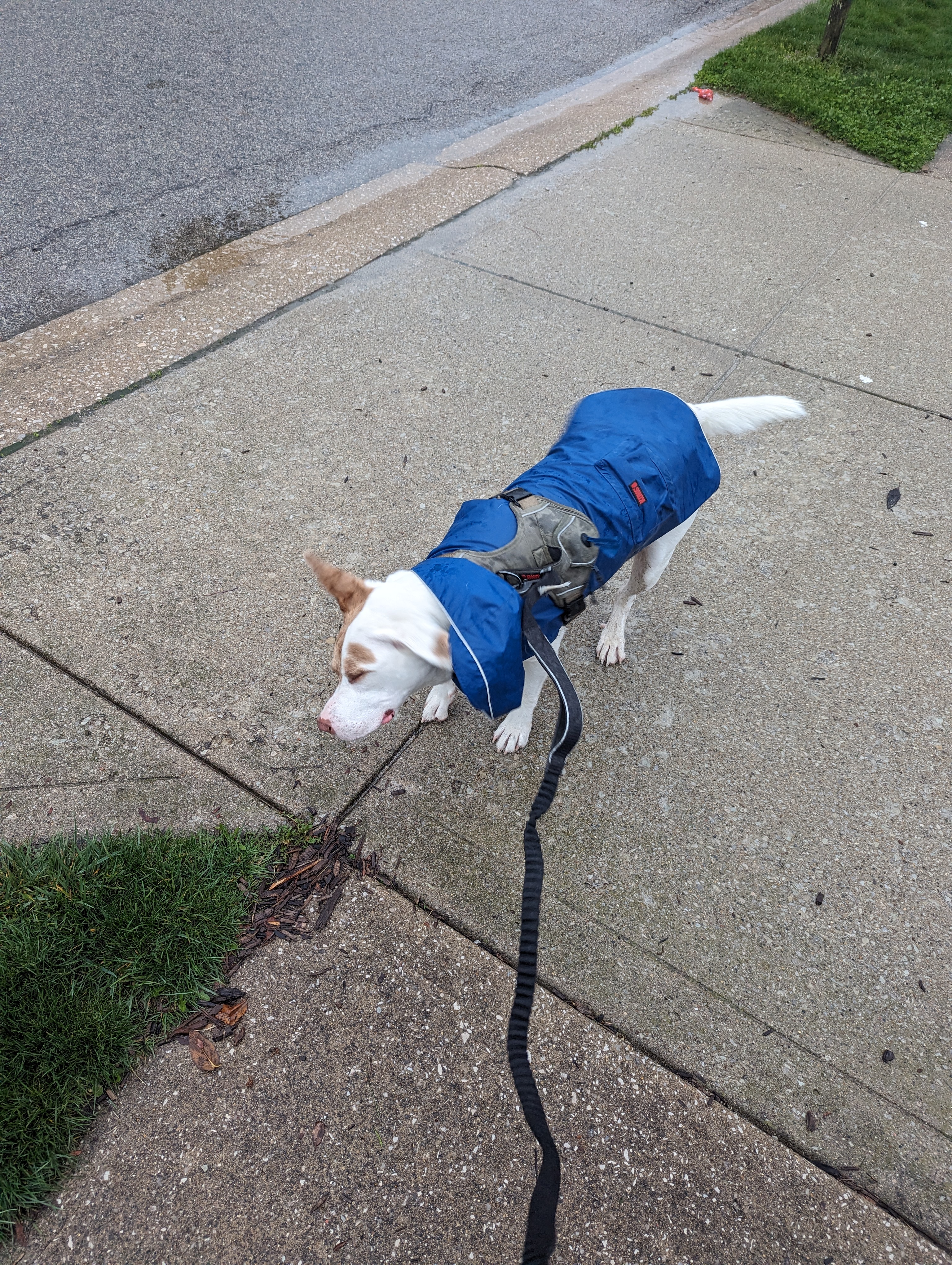 Chance walking in the rain