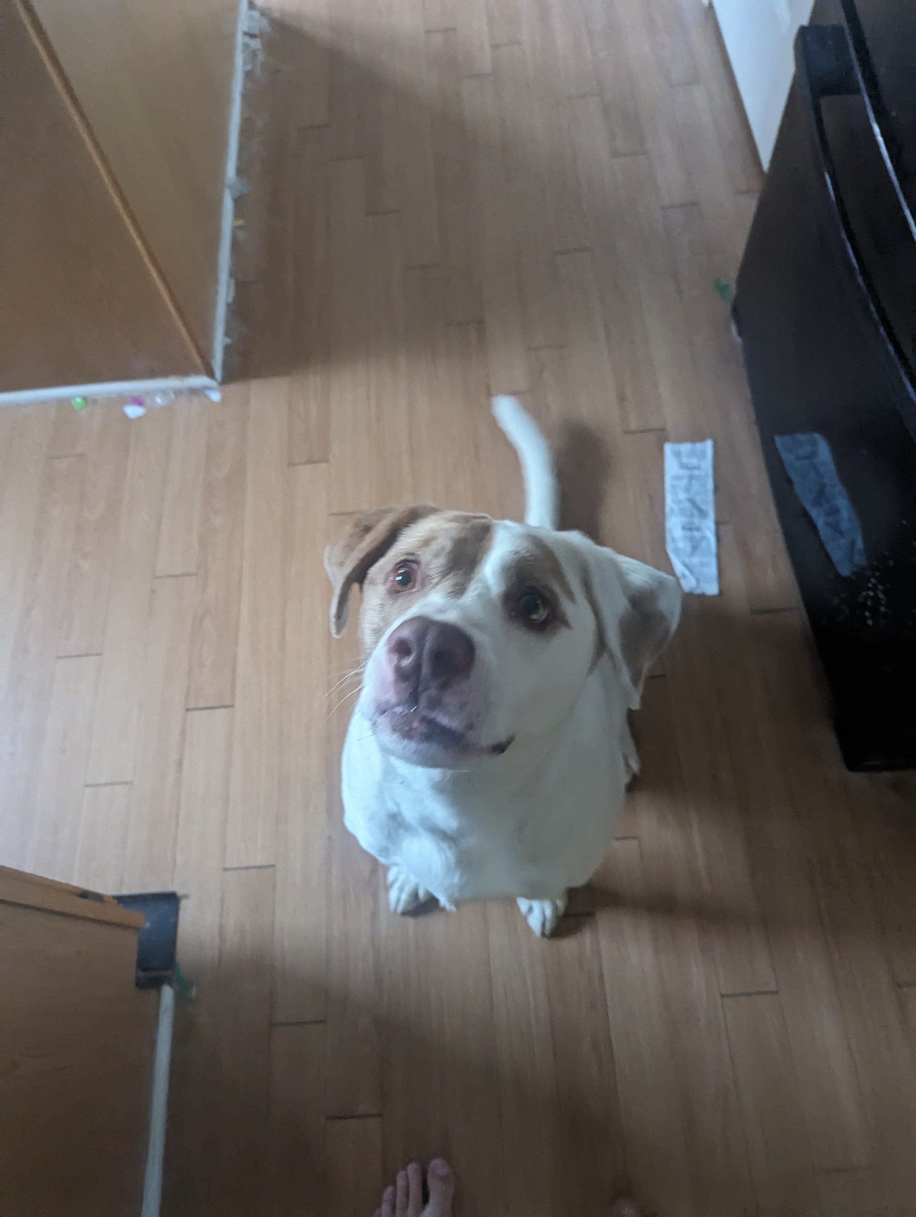 Gimme the treat